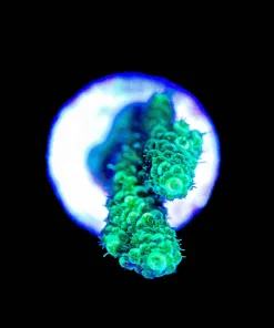 Wysiwyg Acopora Millepora Frag [F161]