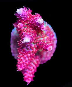 Wysiwyg Top Shelf Aquatics Princess Peach | Large Acropora Frag [F162]