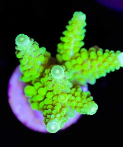 Wysiwyg XL Bali Green Slimer Frag [F163]