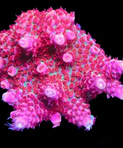 Wysiwyg Top Shelf Aquatics Princess Peach | Large Acropora Frag [F164]