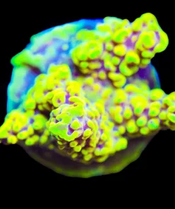 Wysiwyg Yellow Scorpion Acropora Frag [F165]
