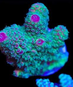 Wysiwyg Acropora Humilis | Large Frag [F166]