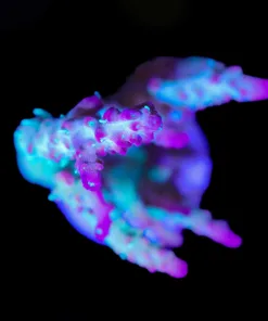 Wysiwyg L Vivid Confetti Acropora [F168]