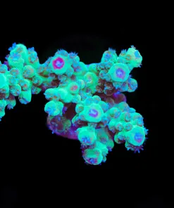 Wysiwyg Acropora Florida Frag [F169]