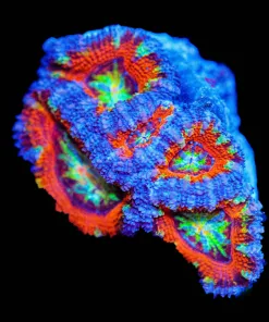 Wysiwyg Ultra Acan Farg [F17]
