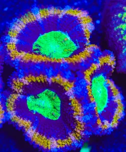 Wysiwyg Golden Pharoh Acan Frag [F17] *Free Shipping ! Minimum $249 livestock spend*