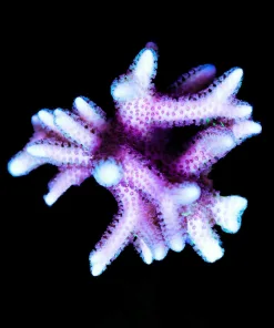 Wysiwyg Large Widl Pink Australian Birdsnest Frag [F171]