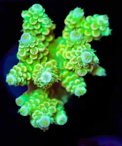 Wysiwyg Golden Tarantula Large Frag [F172]