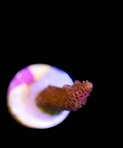 Wysiwyg Small Acropora Frag [F173]