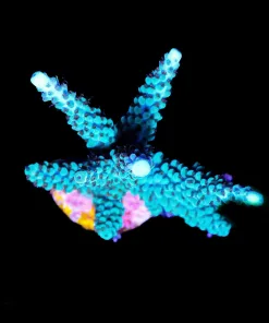 Wysiwyg Massive Acropora Blue Tip Parillis Frag [F175]