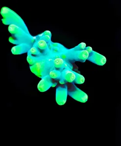Wysiwyg The Hulk Acropora Frag [F177]