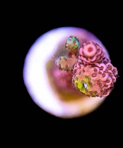 Wysiwyg Small Acropora Frag [F179]