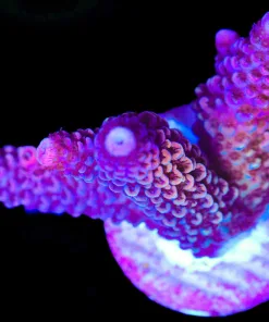 Wysiwyg Acropora Spathulata Frag [F179]