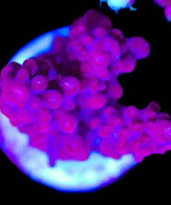 Wysiwyg Ruby Red Acropora Frag [F180]