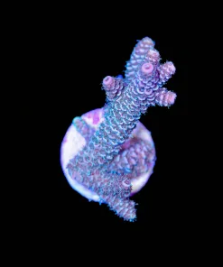 Wysiwyg Acropora Millepora [F183]