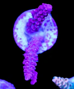 Wysiwyg Purple Rain Acropora Frag [F184]