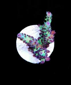 Wysiwyg Triple Treats Acropora [F184]