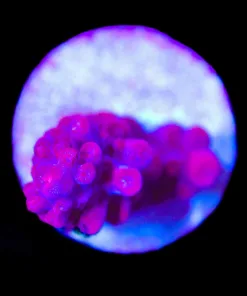 Wysiwyg Ruby Red Acropora Frag [F184]