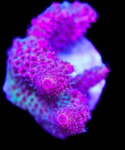 Wysiwyg Watermelon Acropora Frag [F186]