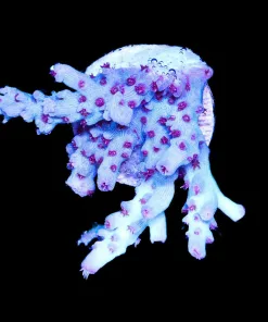 Wysiwyg Red Robyn Acropora Frag [F186]