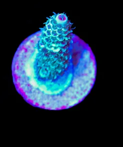 Wysiwyg Small Acropora Millepora Frag [F186]