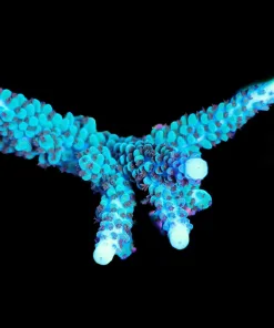 Wysiwyg Large Blue Tip Acropora Parilis Frag [F187]
