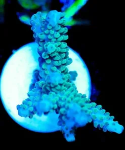 Wysiwyg Blue Tip Acropora Frag [F187]