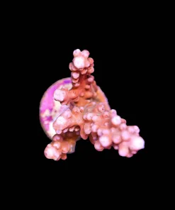 Wysiwyg Acropora Frag [F187]