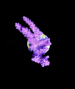 Wysiwyg Purple Rain Acropora Frag [F188]