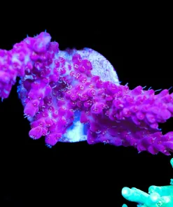 Wysiwyg Crimson Acropora Frag [F188]