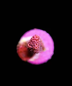 Wysiwyg Small Acropora Frag [F189]