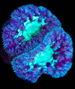 Wysiwyg 2x Blastomussa Frag [F19]