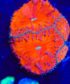 Wysiwyg Blastomussa Coral Frag [F19]