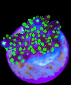 Wysiwyg Bonsai Valida Frag [F191]