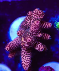 Wysiwyg Orange Crush Millepora Large Frag [F191]