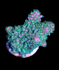 Wysiwyg Acropora Humili Frag [F192]