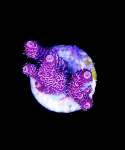 Wysiwyg Pink Millepora Frag [F193]