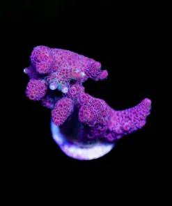 Wysiwyg Large acropora Frag [F194]