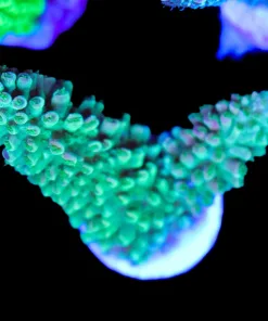Wysiwyg Acropora Abratoindes Frag [F195]