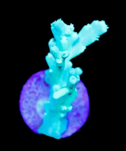 Wysiwyg Tabling Acropora Frag [F196]