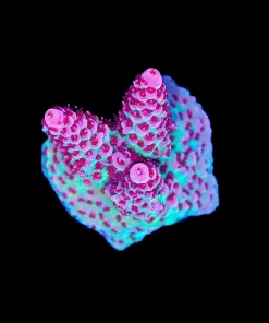 Wysiwyg Top Shelf Aquatics Princess Peach Acropora Frag [F197] *Free Shipping ! No Minimum Livestock Spend*