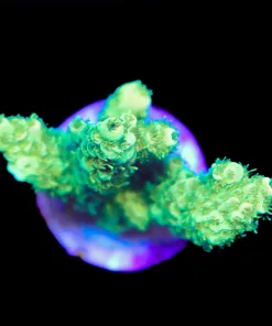 Wysiwyg Sunshine Millepora Frag [F197]
