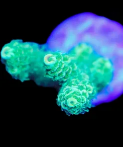 Wysiwyg Sunshine Millepora Frag [F199]