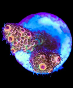 Wysiwyg Majestic Millepora Frag [F199]