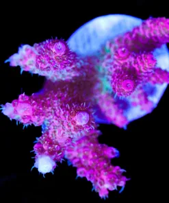 Wysiwyg Large Acropora Hyacinthus Frag [F200]