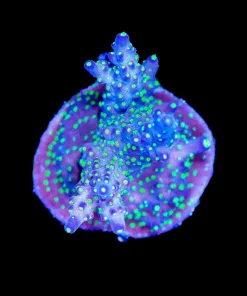 Wysiwyg Massive Purple Bonsai Acropora Frag [F201]