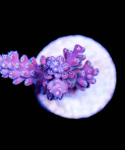 Wysiwyg Australian Acropora Frag [F203]