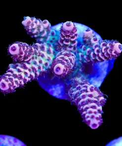 Wysiwyg Burn Orange Millepora Frag [F203]