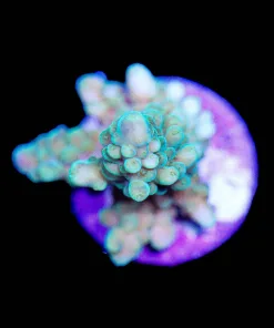 Wysiwyg Acropora Frag [F205]