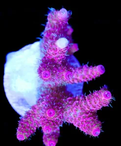 Wysiwyg Large Acropora Hyacinthus Frag [F205]